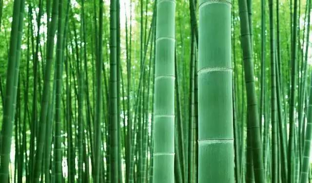 园林里面常见的竹子，原来是这么分类啊！