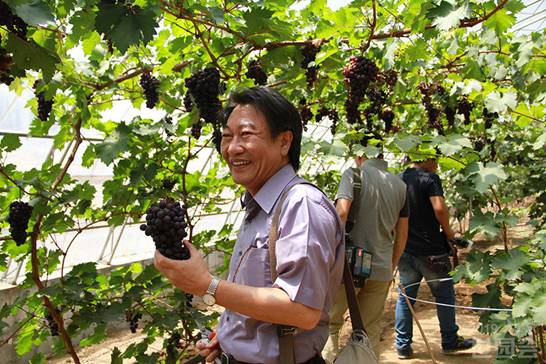 Kevin Chung, Chair of the AIPH Exhibitions Committee, is picking grapes in International Grape Expo Garden.